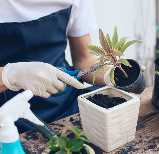 خدمات تعویض گلدان و قلمه زدن ( خدمات در منزل)